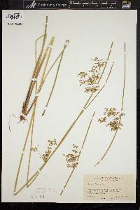 Juncus effusus var. solutus image