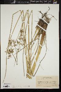 Juncus effusus var. solutus image