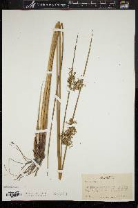 Juncus effusus var. solutus image