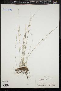 Juncus filiformis image