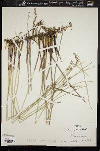 Juncus gerardii image