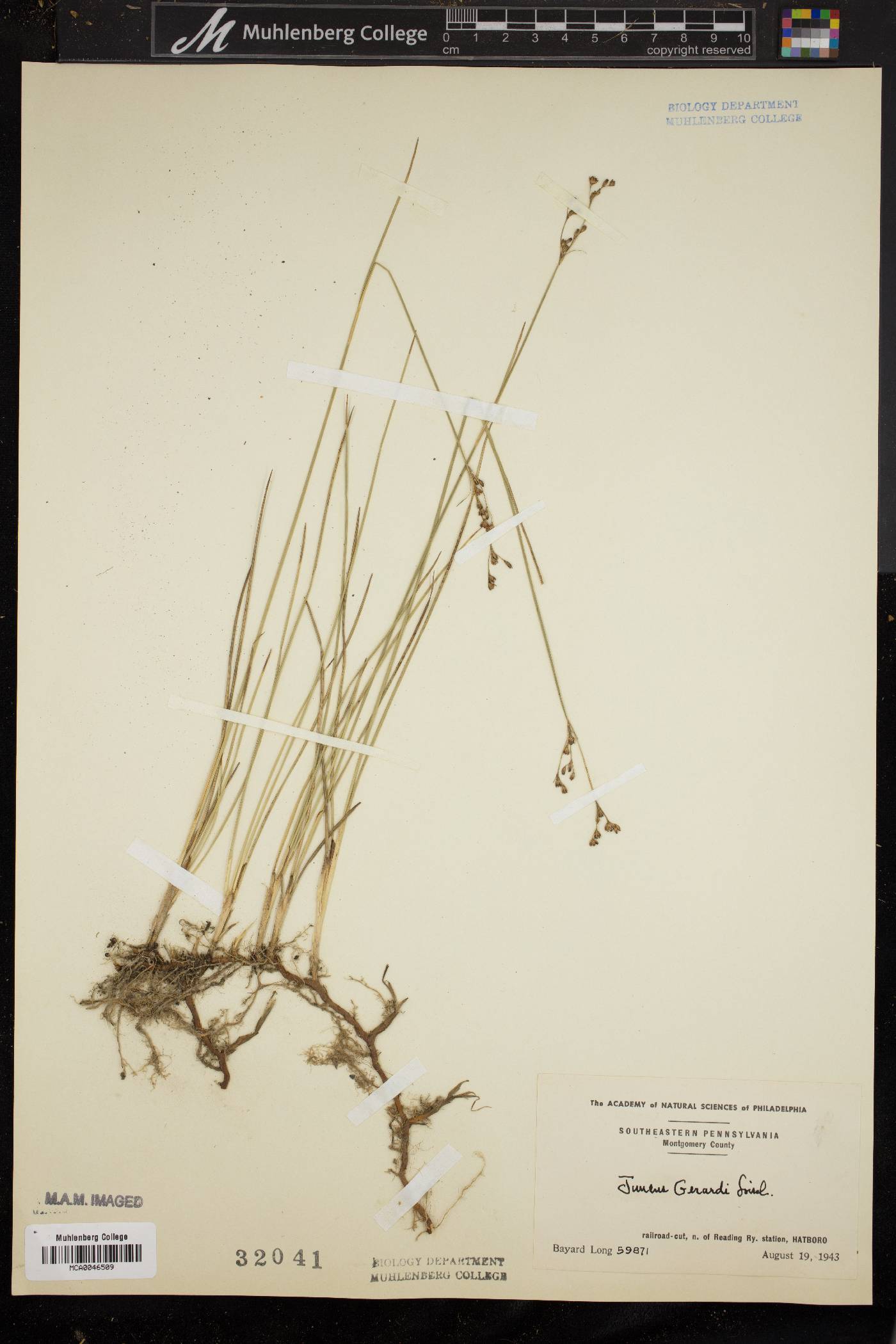 Juncus gerardii image