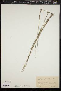 Juncus nodosus image