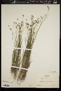 Juncus nodosus image