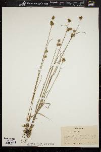 Juncus scirpoides image