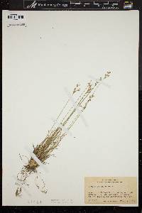 Juncus secundus image