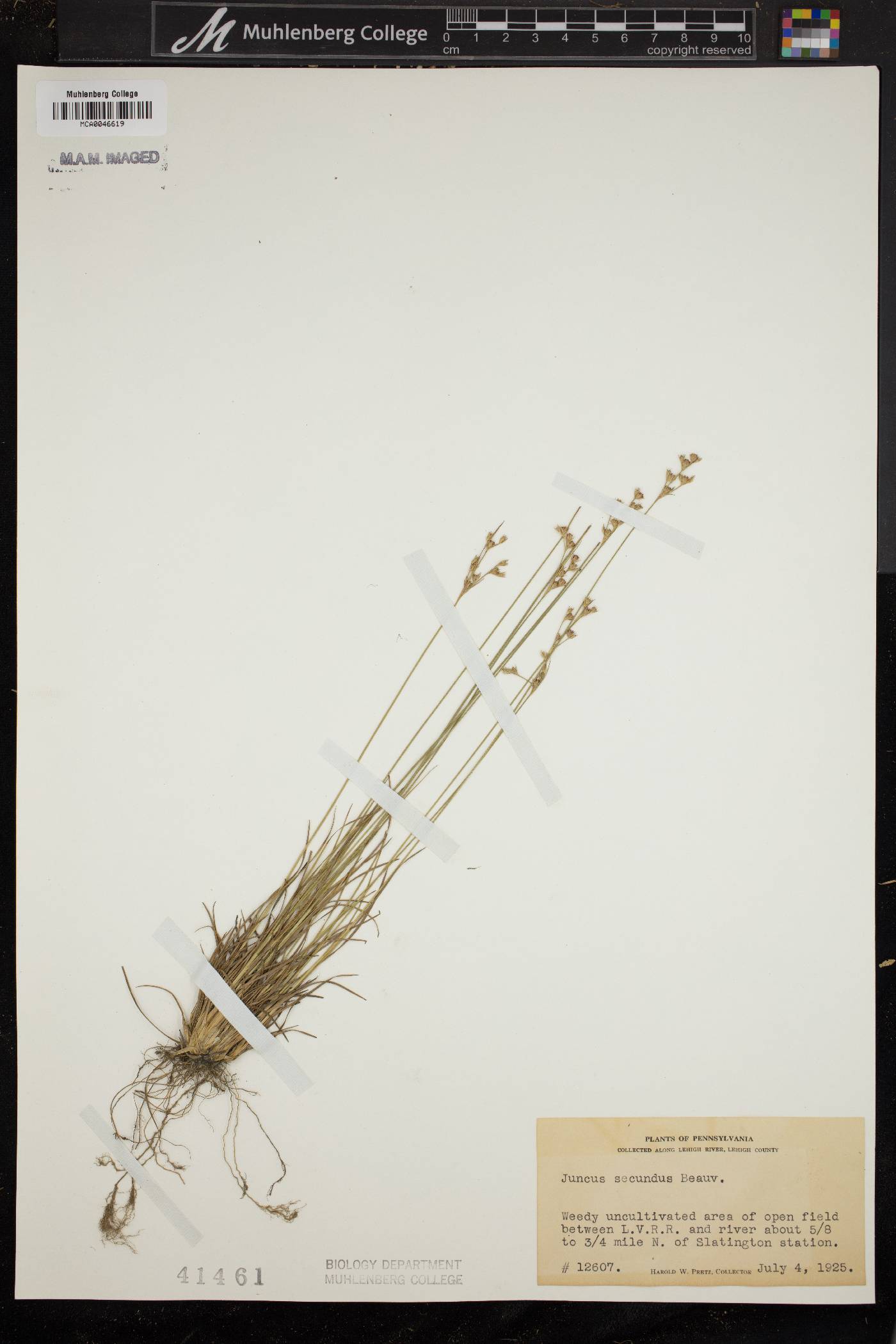 Juncus secundus image