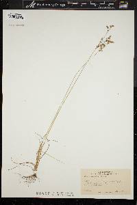 Juncus secundus image