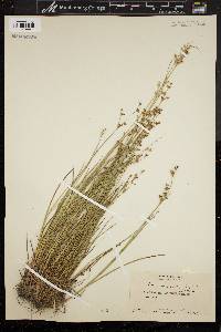 Juncus subcaudatus image