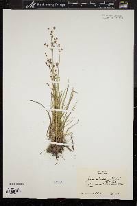 Juncus subcaudatus image