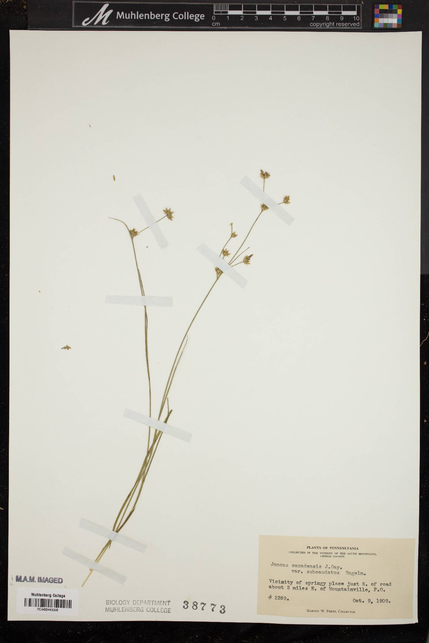 Juncus subcaudatus image