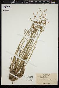 Juncus subcaudatus image