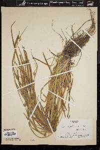 Carex amphibola var. rigida image