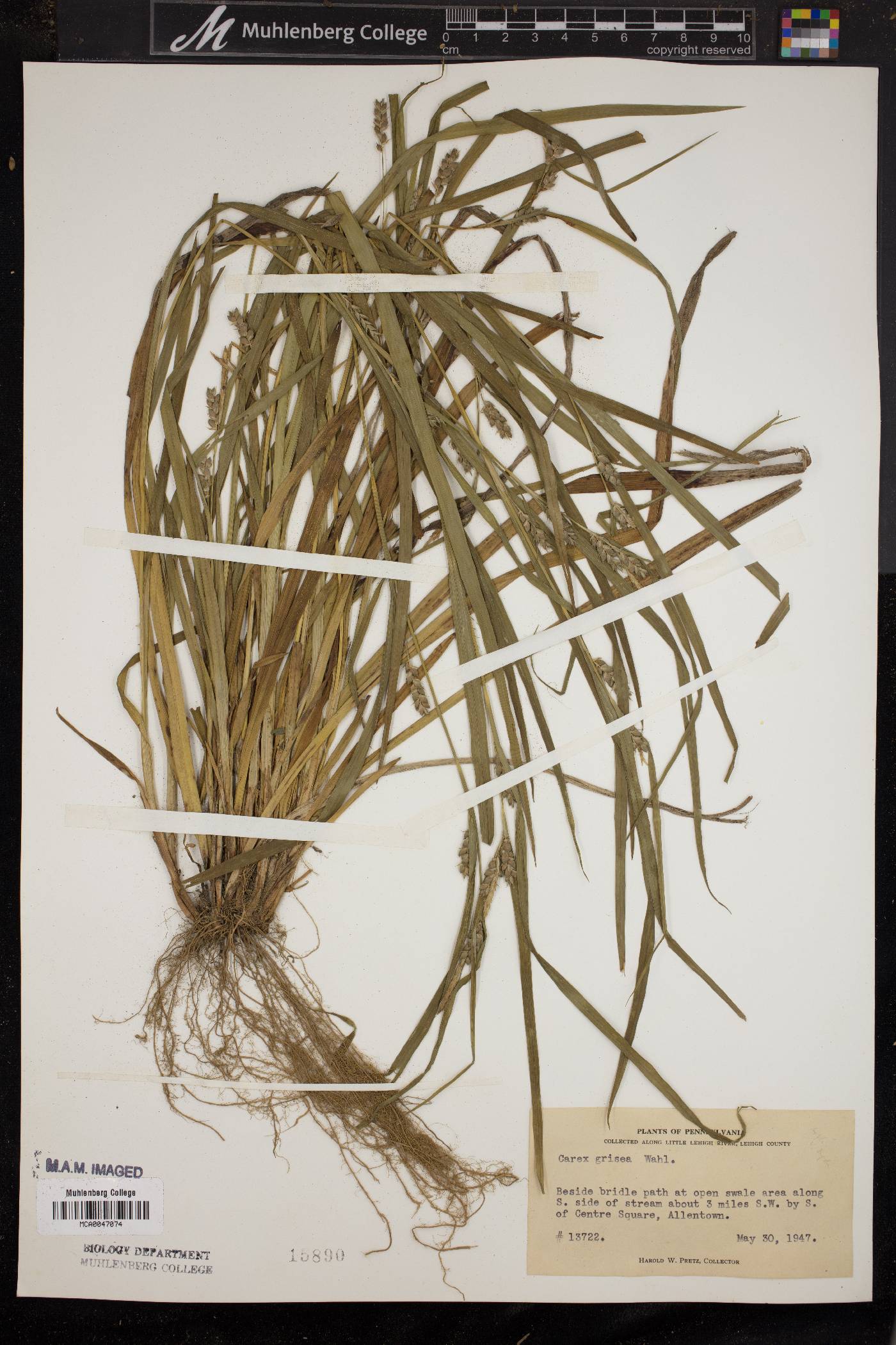 Carex amphibola var. turgida image