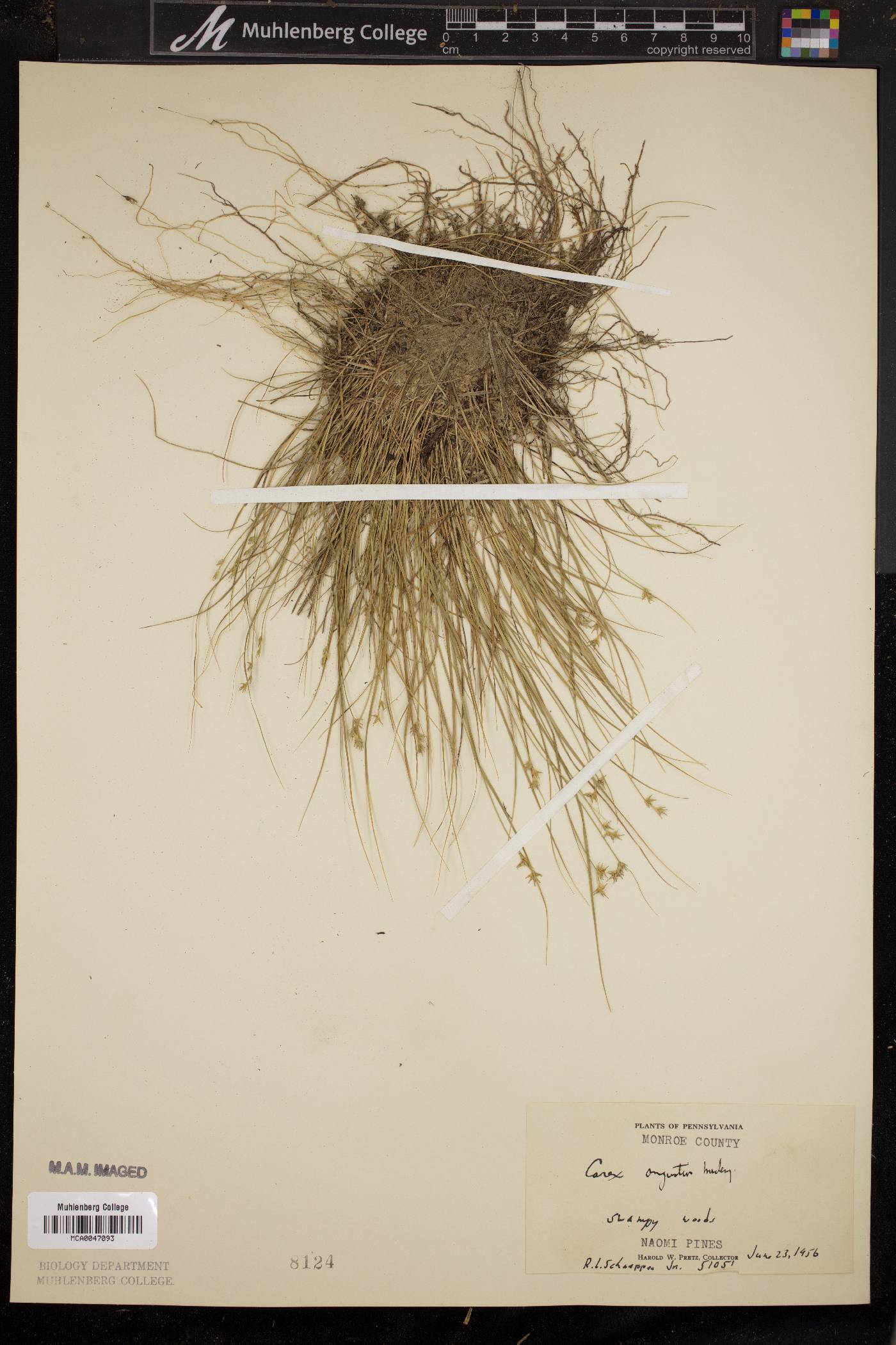 Carex angustior image