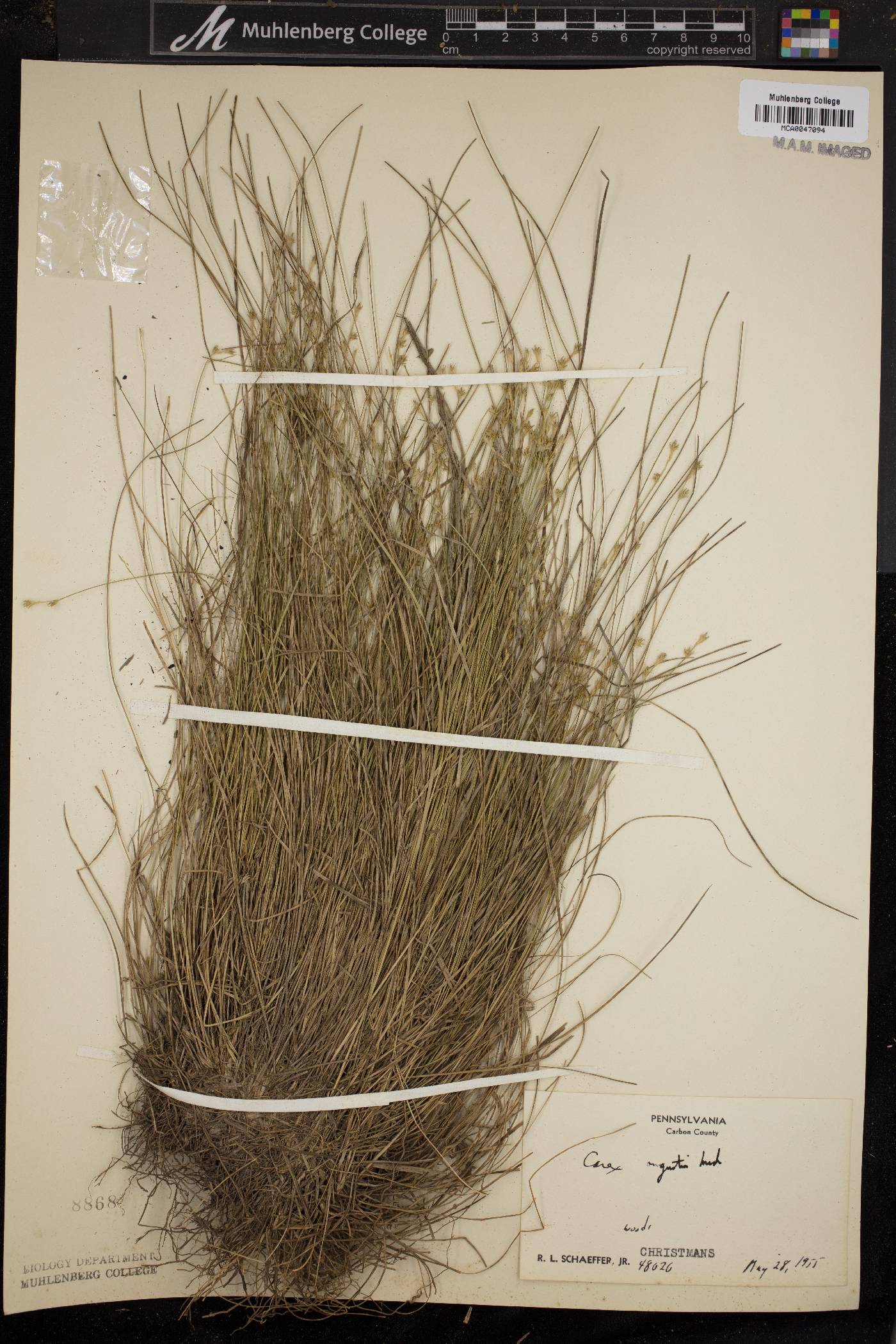 Carex angustior image