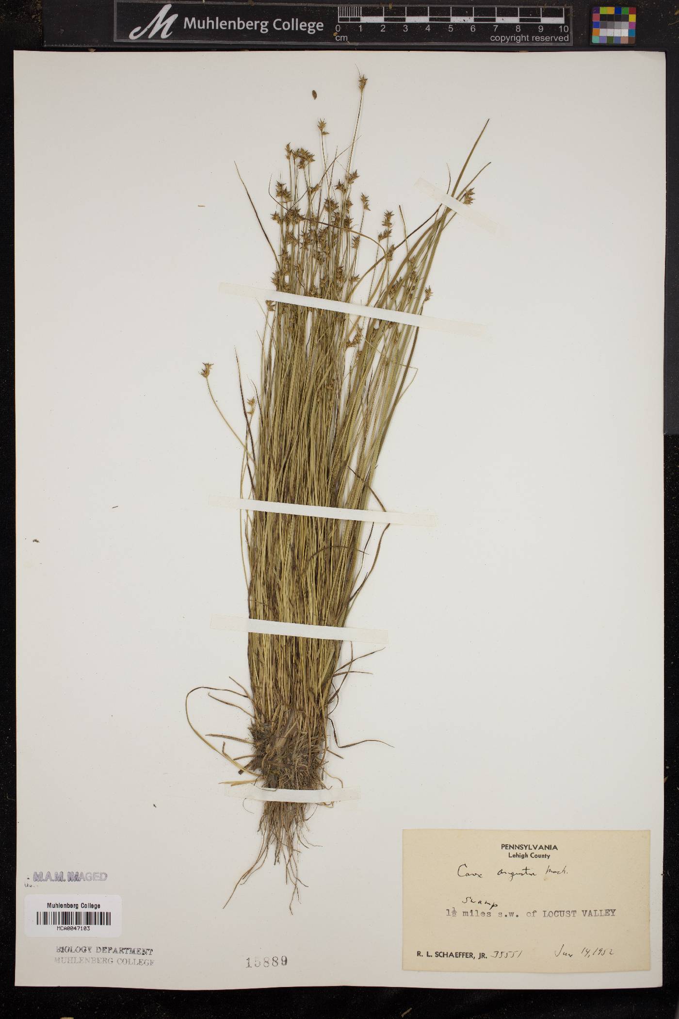 Carex angustior image