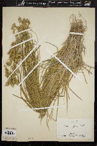 Carex argyrantha image