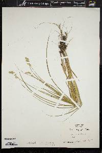 Carex argyrantha image