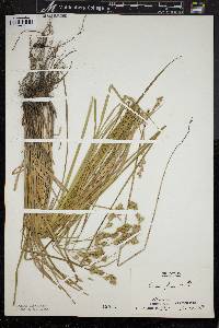 Carex argyrantha image