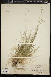Carex artitecta image