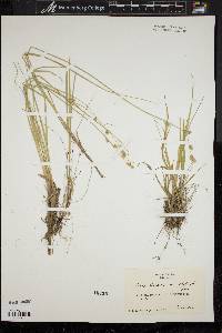 Carex canescens var. disjuncta image