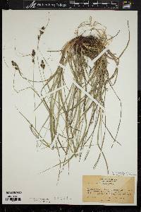 Carex complanata image