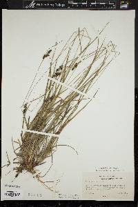 Carex complanata image