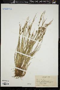 Carex conoidea image