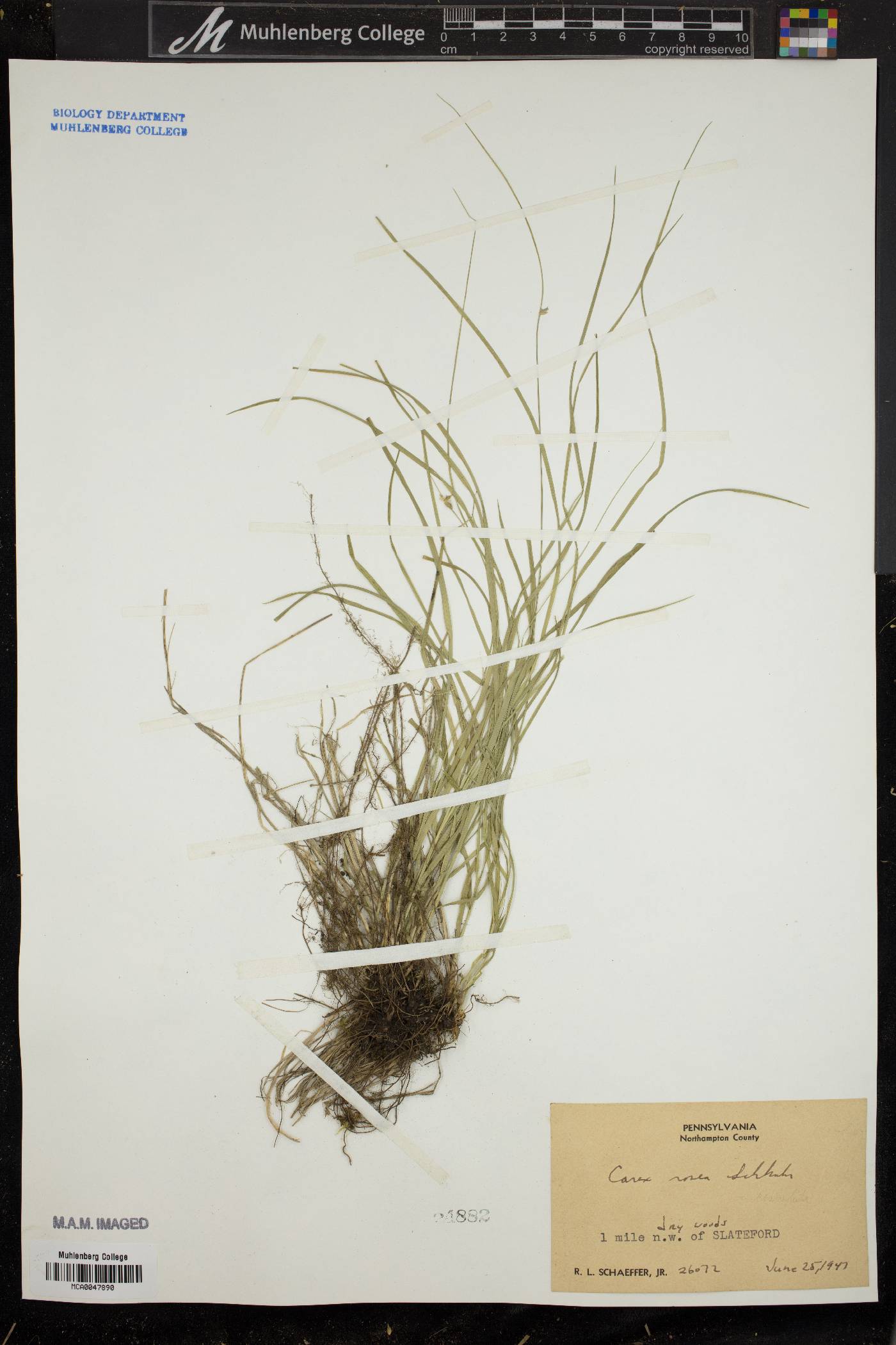 Carex convoluta image