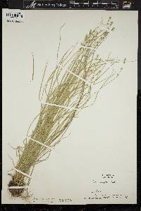 Carex convoluta image