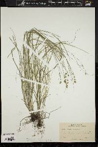 Carex convoluta image