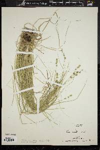 Carex convoluta image