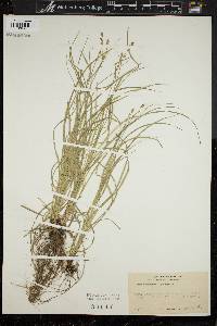 Carex convoluta image