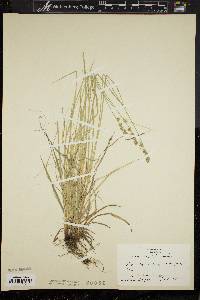 Carex convoluta image