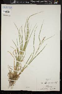 Carex debilis var. rudgei image