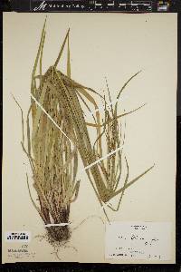 Carex debilis var. rudgei image