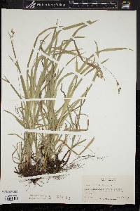 Carex hirtifolia image