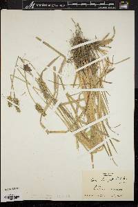 Carex laevivaginata image