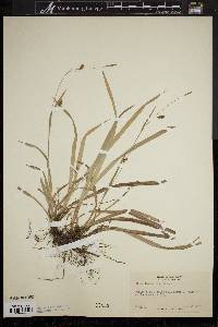 Carex laxiculmis image