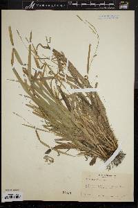 Carex laxiculmis image