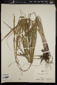 Carex longii image