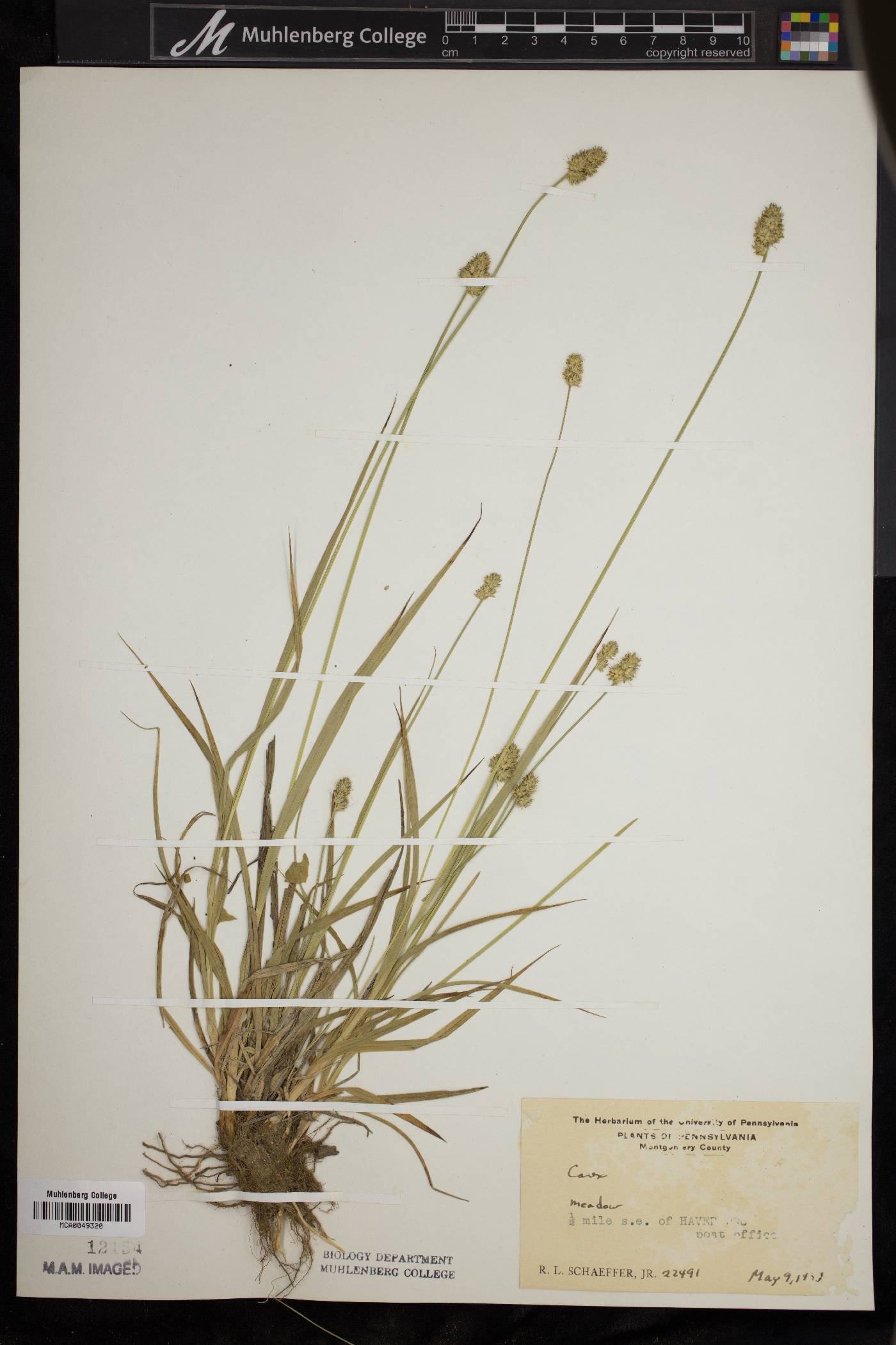 Carex mesochorea image