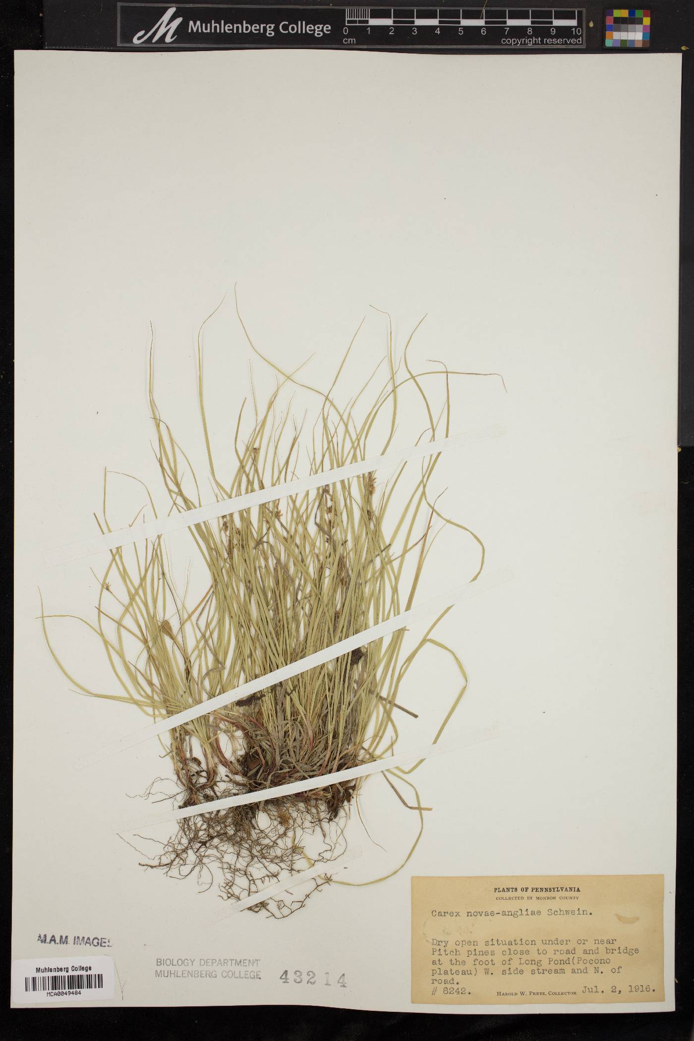 Carex novae-angliae image