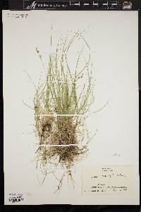 Carex novae-angliae image