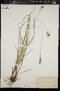 Carex pallescens image