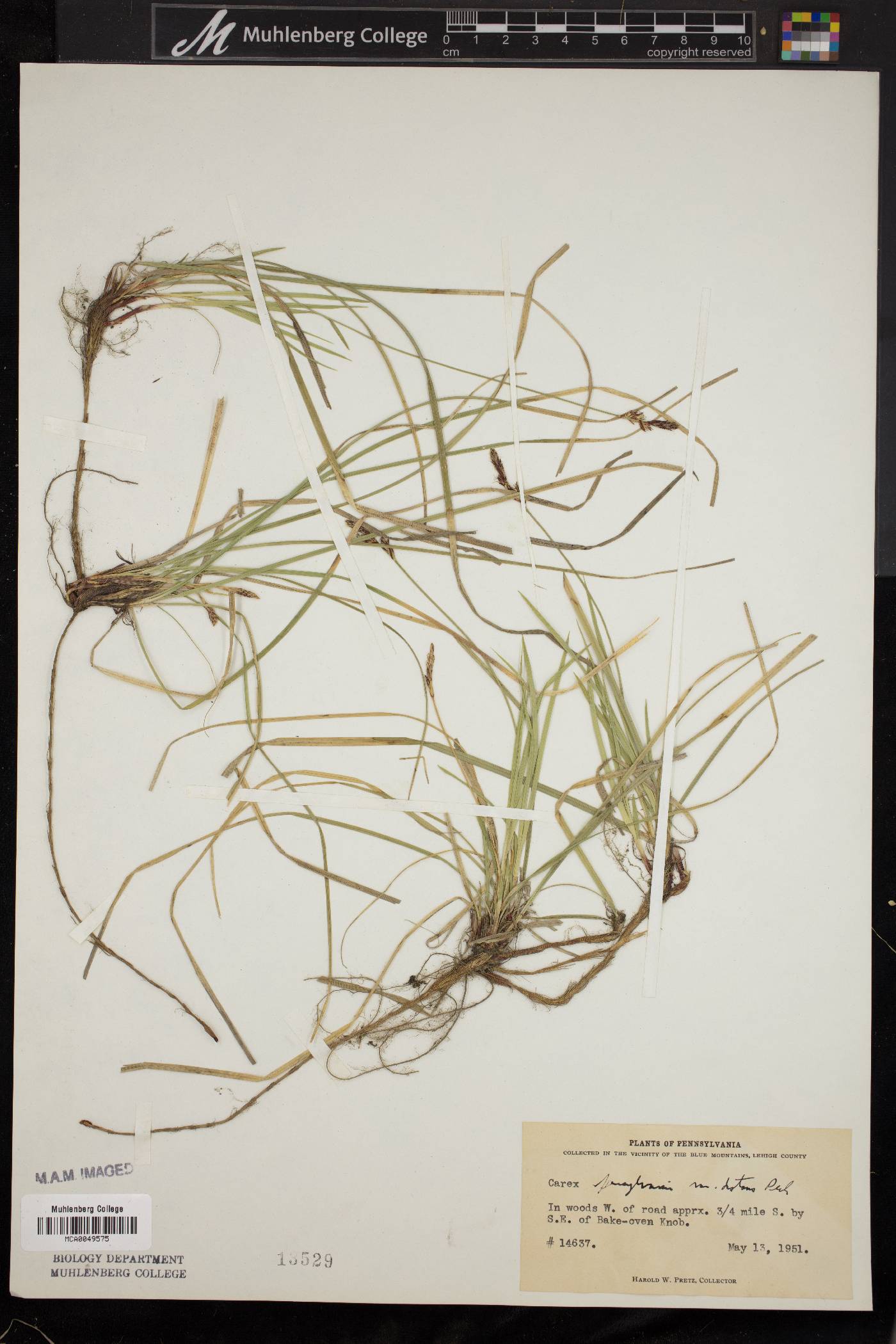 Carex pensylvanica var. lucorum image