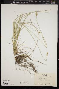 Carex plana image