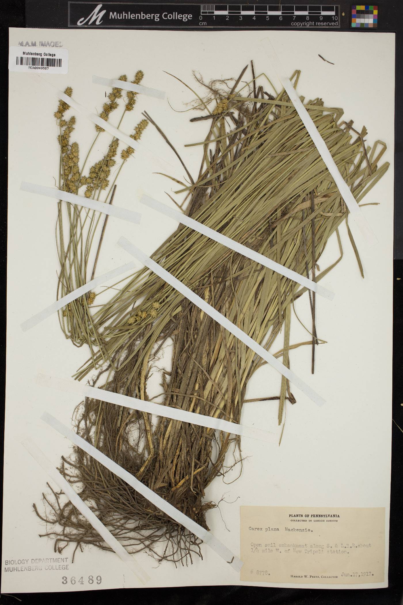 Carex plana image