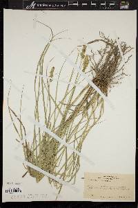 Carex plana image